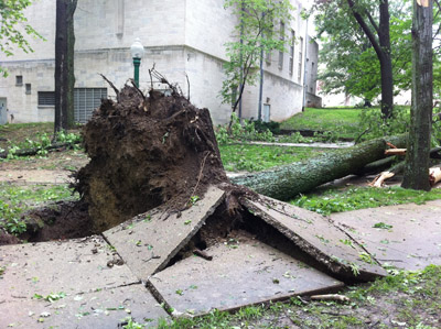 Broken sidewalk and fallen tree