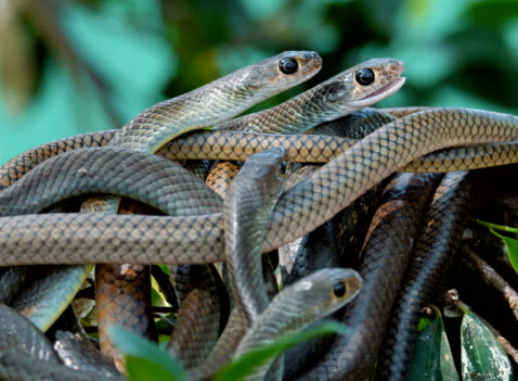 Several snakes intertwined in the grass.