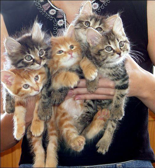 image of woman holding five kittens