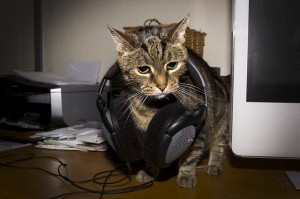 Cat with headphones around its neck, next to a computer monitor
