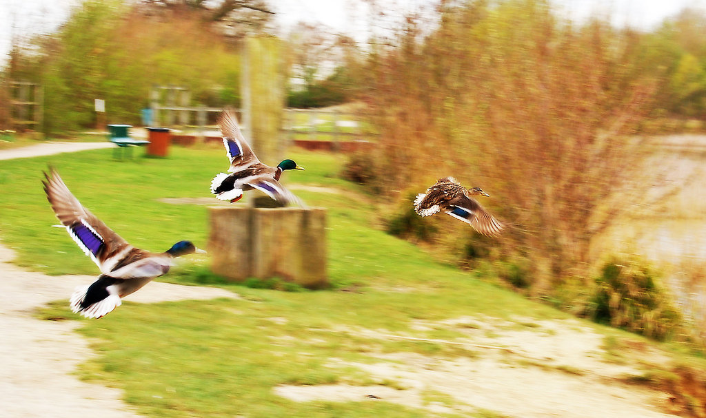 Ducks flying