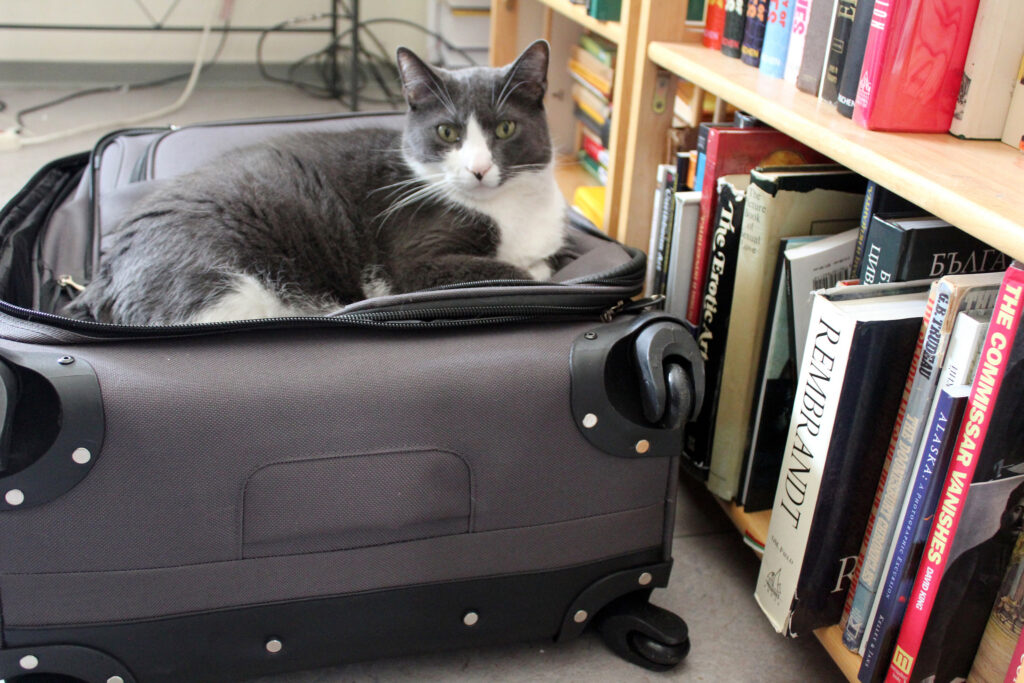 Cat in a suitcase next to bookshelf