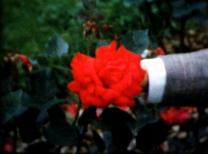  Still image of a hand and a large red rose. 