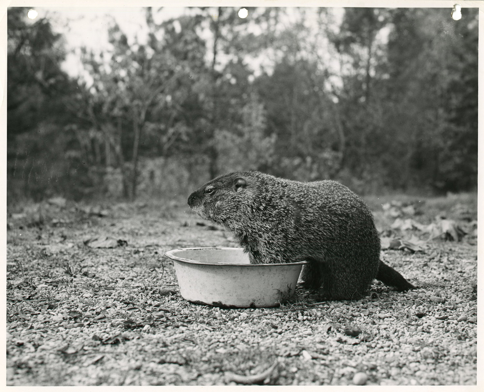 Black and white photograph of a groundhog sitting in a pan