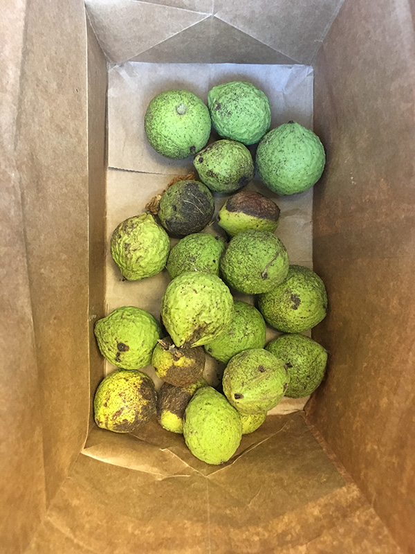Bright green husks of black walnuts sitting in paper bag