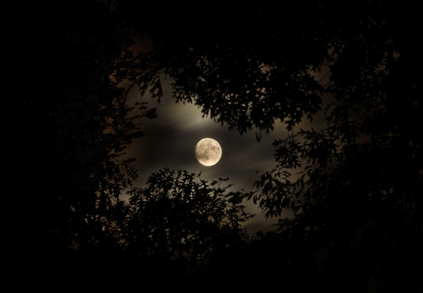 Image of full moon centered among trees