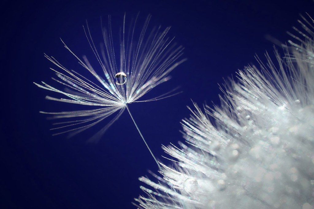image of water drop in a dandelion