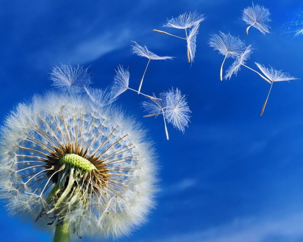 An image of a dandelion blowing in the wind