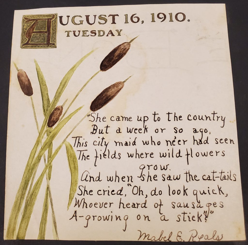 Square note with printed date August 16, 1910, Tuesday.  Watercolor sketch of cattails. Note reads: “She came up to the country, But a week or so ago, This city maid who ne’er had seen, The fields where wild flowers grow. And when she saw the cat-tails, She cried, “Oh, do look quick, Whoever heard of sausages, A-growing on a stick?” Note is signed Mabel E Ryals