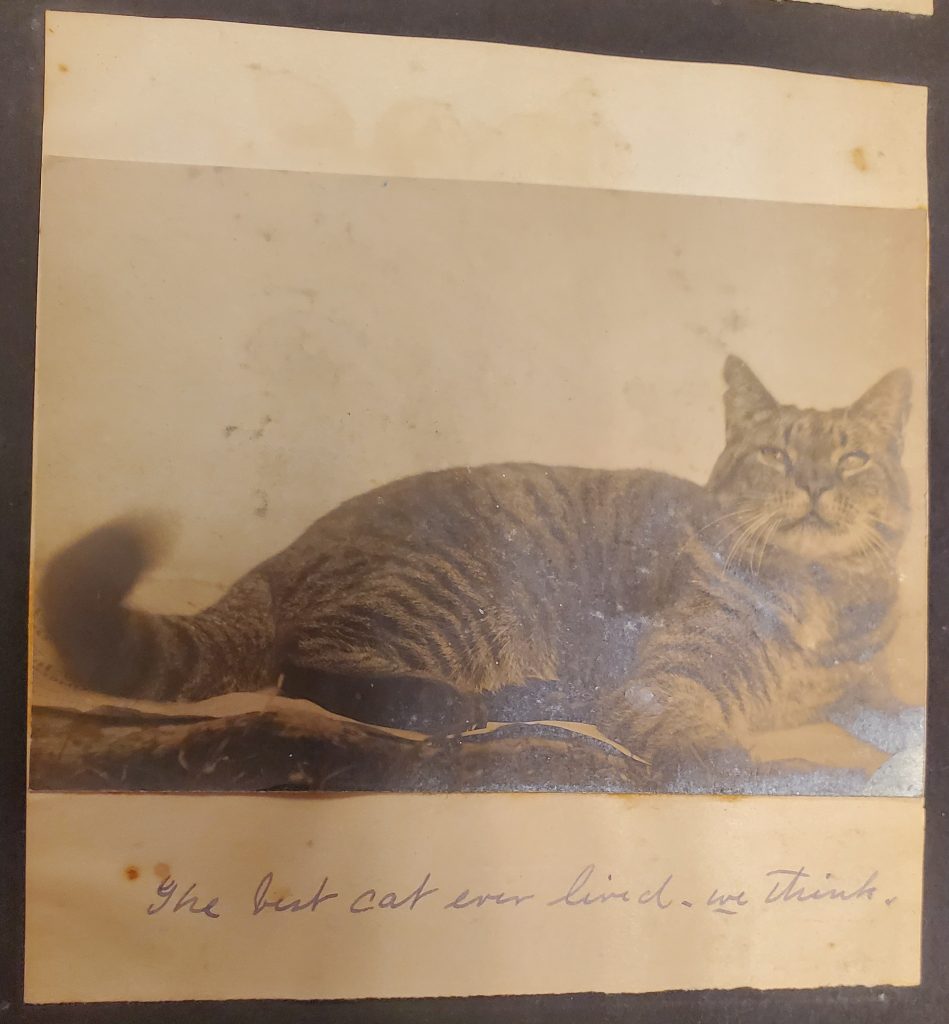 Photograph of cat laying down captioned “The best cat ever lived, we think”