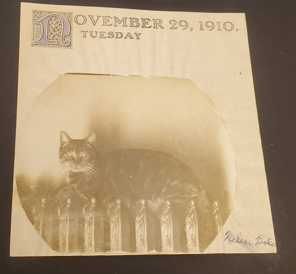 Square note with date printed November 29, 1910 Tuesday. Photograph of cat siting on radiator staring directly at the camera. Signed Nelson Bates